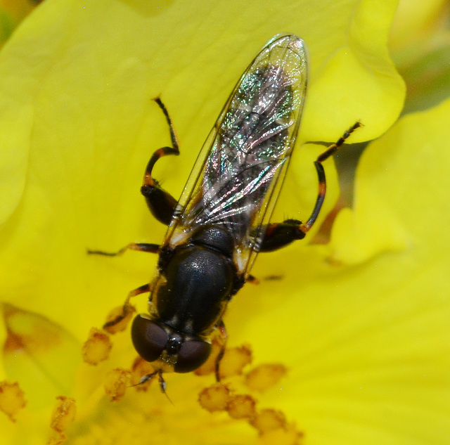 Hoverfly