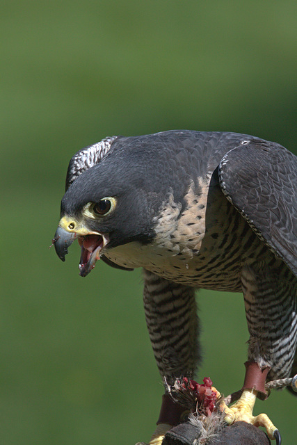 Peregrine Falcon Feeding