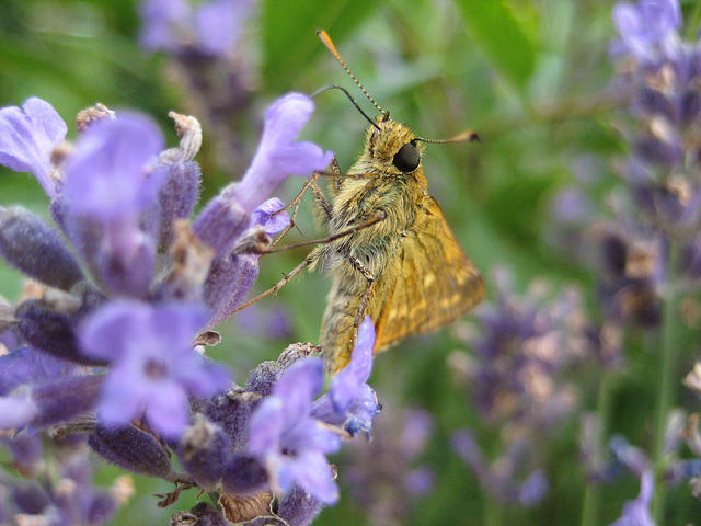 Schmetterling auf Lavendel