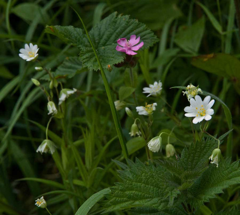 stitchwort and campion