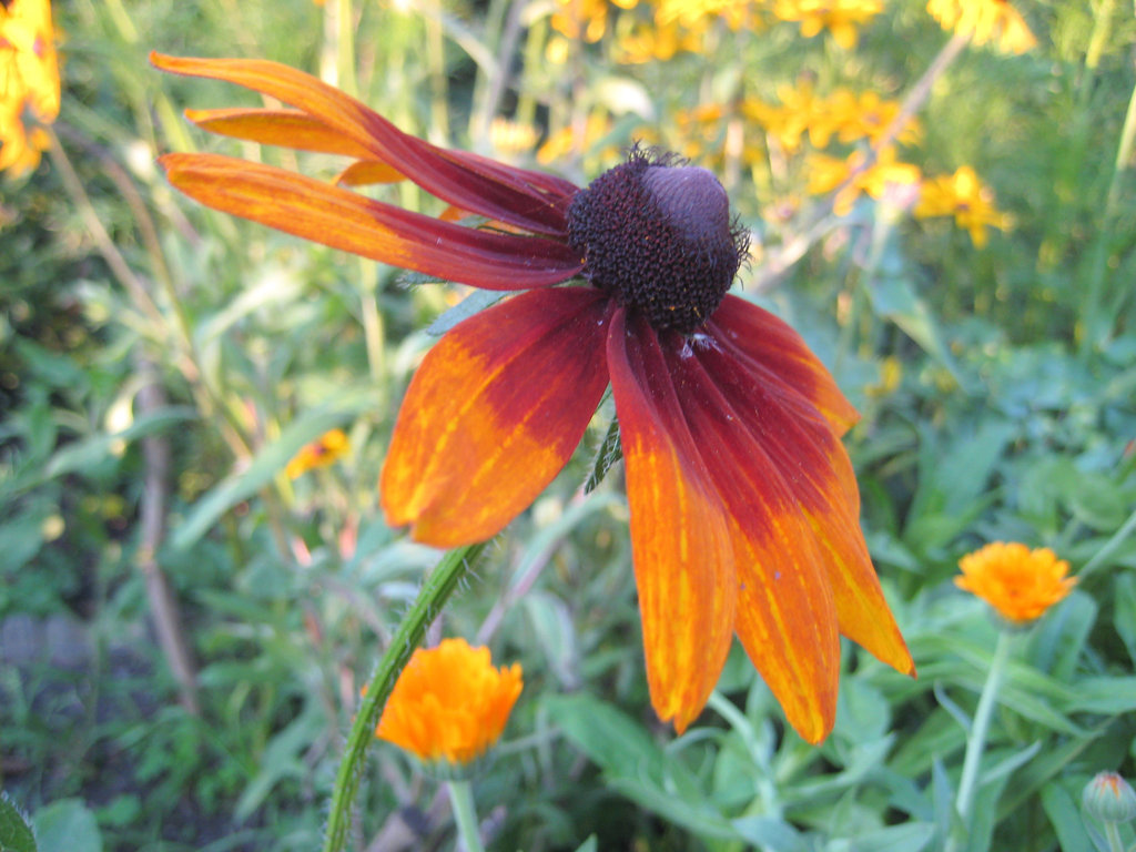 dunkle Rudbeckia
