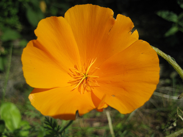 Kalifornischer Mohn / Goldmohn (Eschscholzia californica)