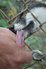 A Fox Tasting My Hand