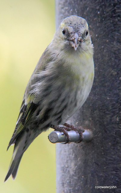 Siskins having breakfast 5110147394 o