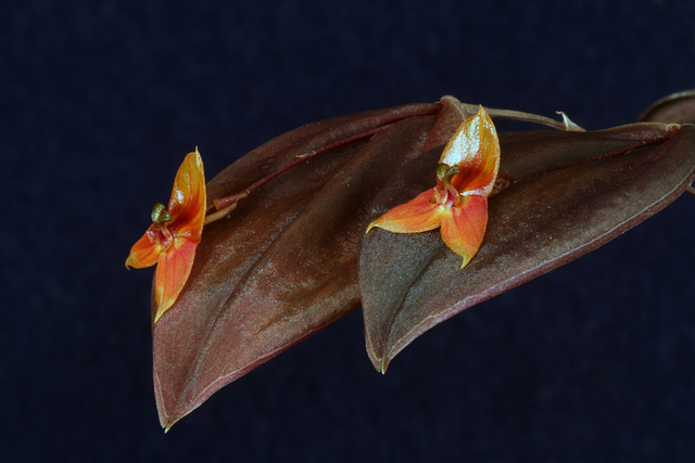 Lepanthes niesseniae
