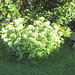 Fette Henne (Sedum spectabile) -- August