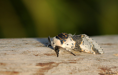 Alder Kitten Tucking In