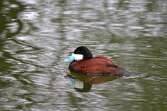 Ruddy Duck