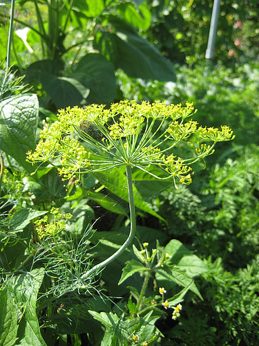 Dillkraut (Anethum graveolens)