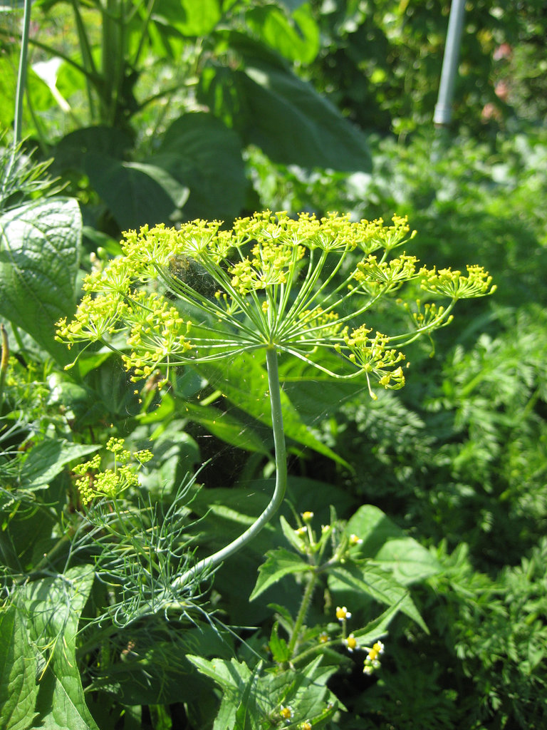 Dillkraut (Anethum graveolens)