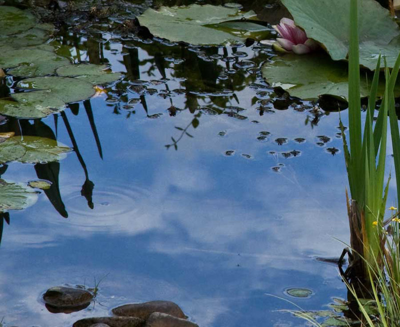 clouds in the pond