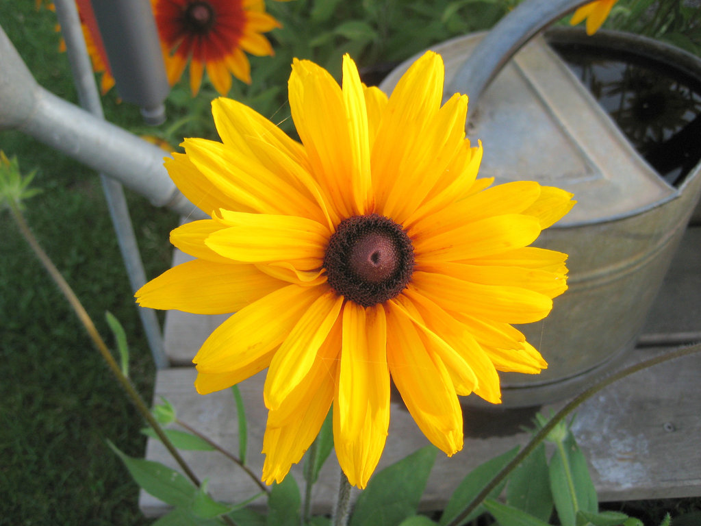 gelbe Rudbeckia