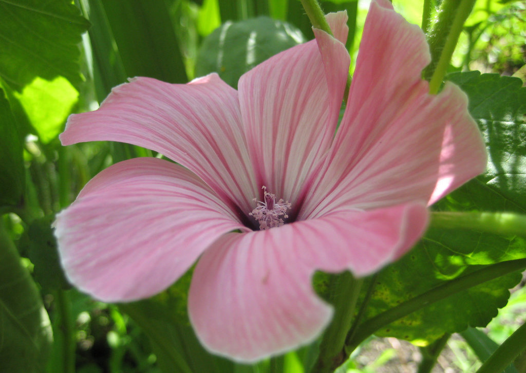 Malvenblüte [Lavatera trimestris]