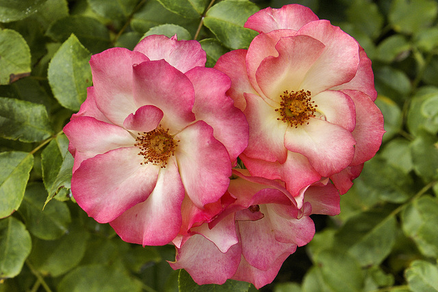 Cocorico Rose – Montréal Botanical Garden
