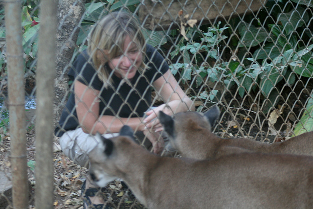 Two Pumas Come To Visit Jo In Her Cage