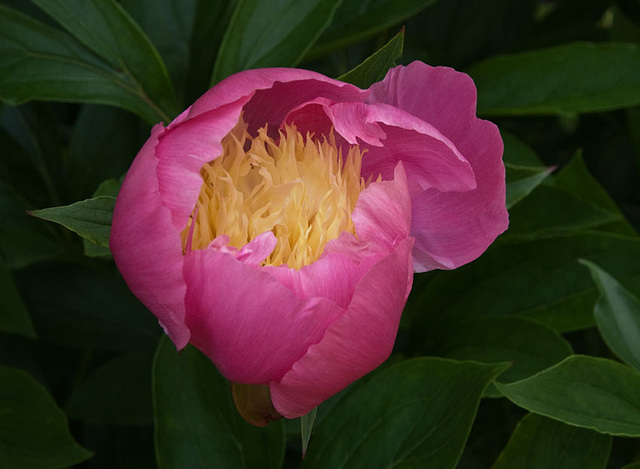 peony