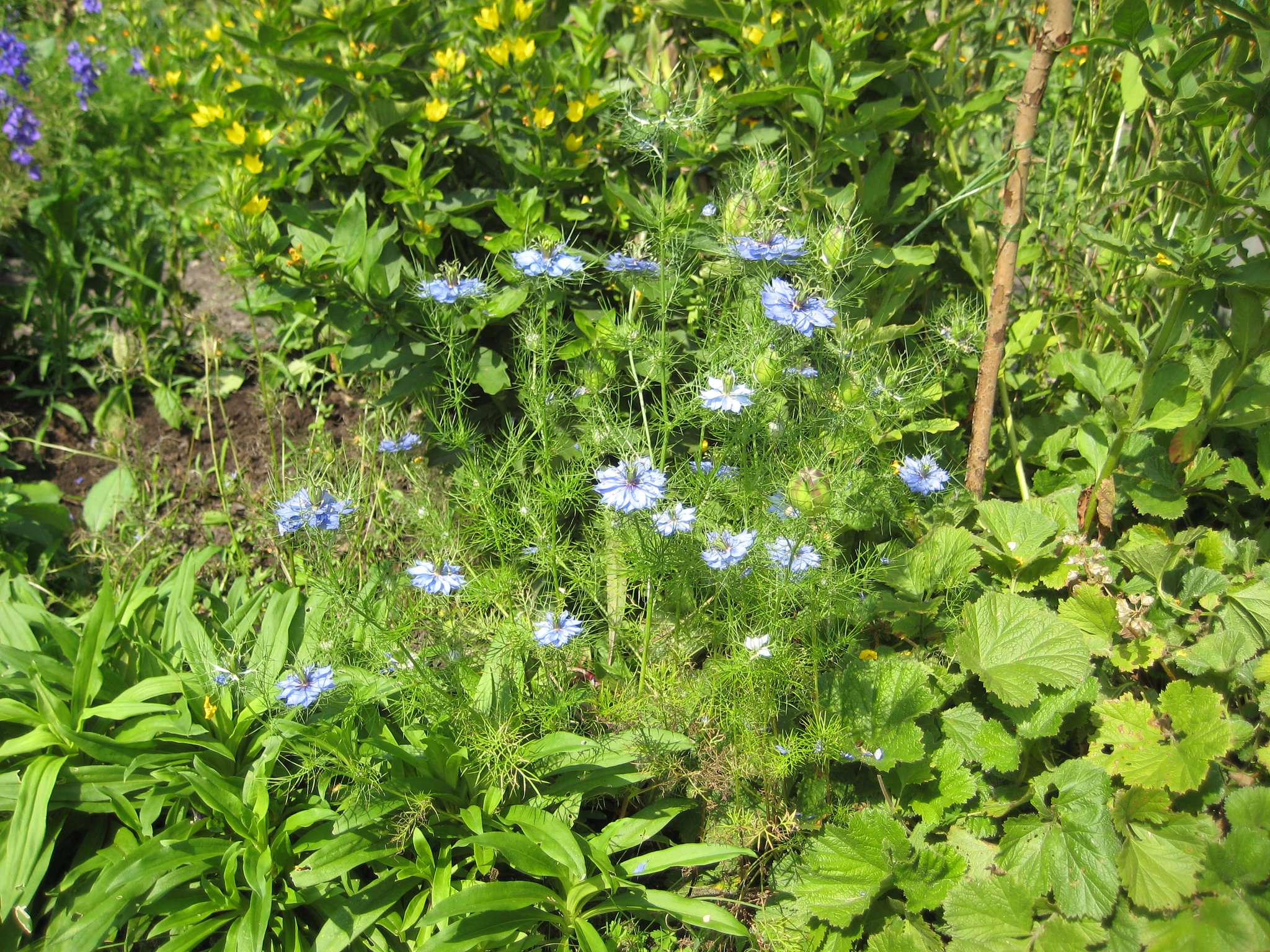 Jungfer im Grünen (Nigella damascena)