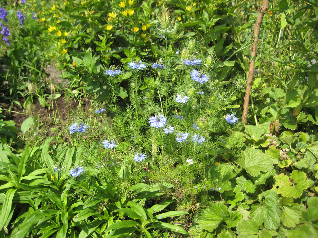 Jungfer im Grünen (Nigella damascena)