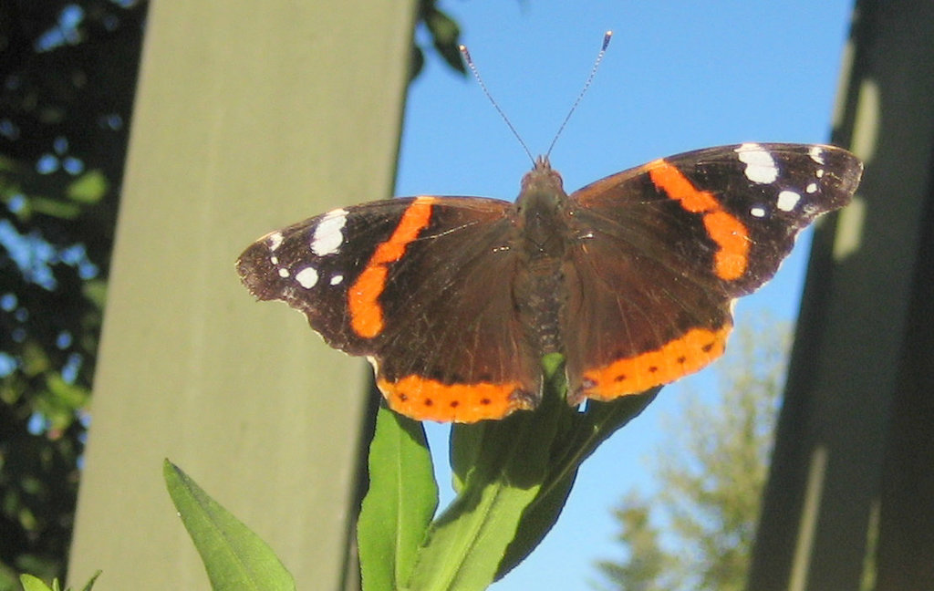 Schmetterling - Admiral (Vanessa atalanta)