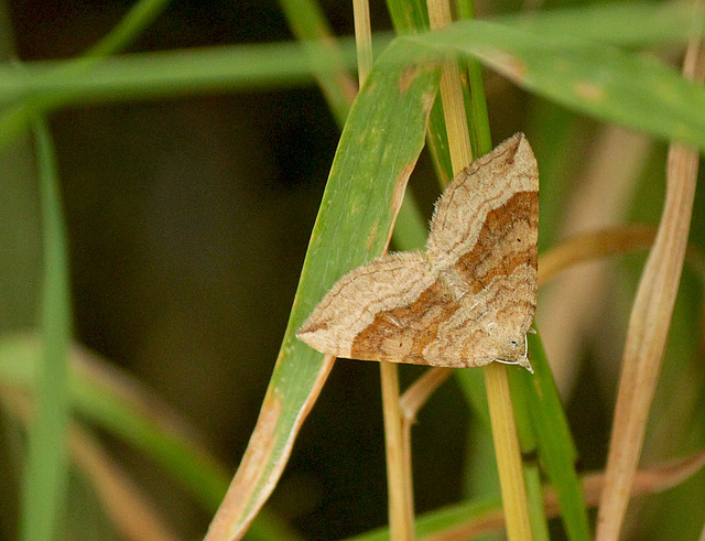 Shaded Broad-bar