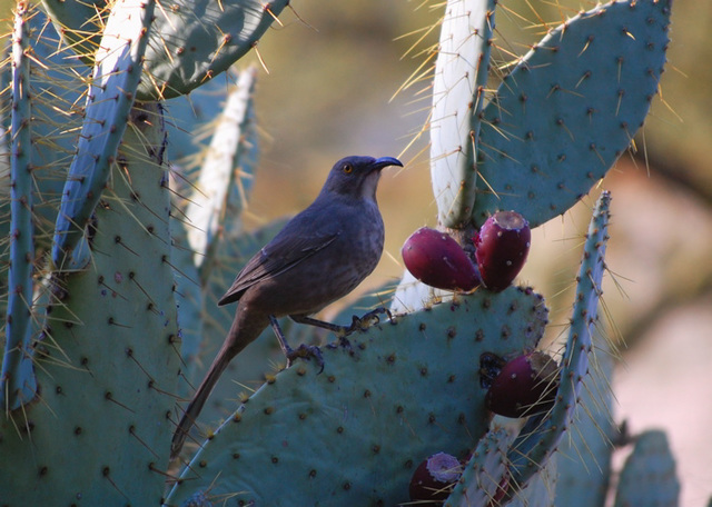 Curved Bill Thrasher