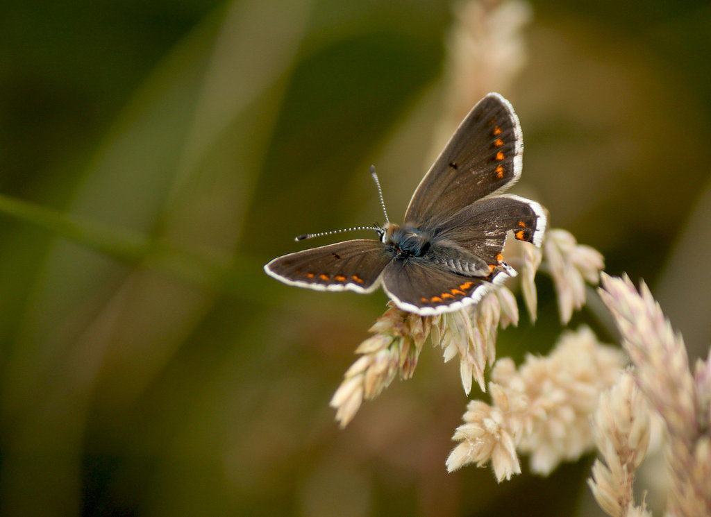 Brown Argus Open