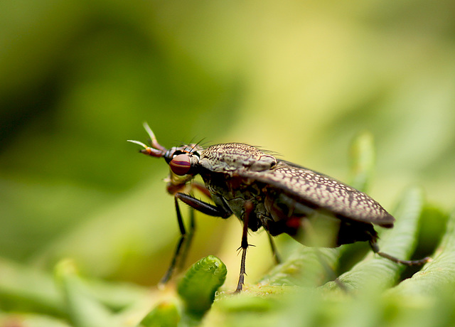 Snail-killing Fly