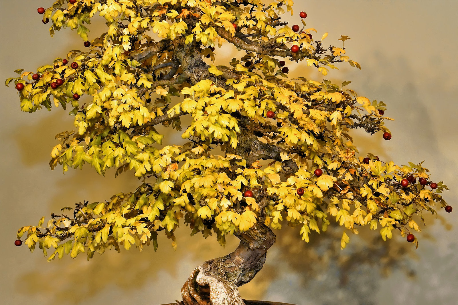 Bonsai English Hawthorn – National Arboretum, Washington D.C