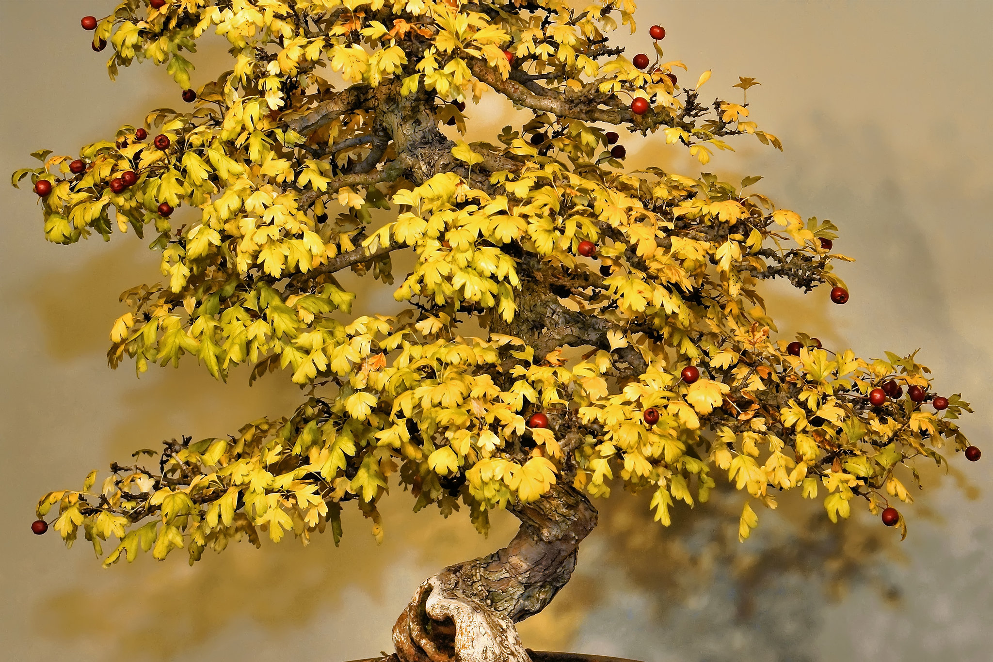 Bonsai English Hawthorn – National Arboretum, Washington D.C