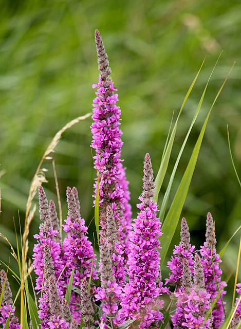 Purple Loosestrife