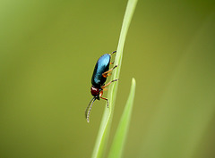 Cereal Leaf Beetle