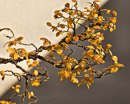 Bonsai Chinese Elm – National Arboretum, Washington D.C.