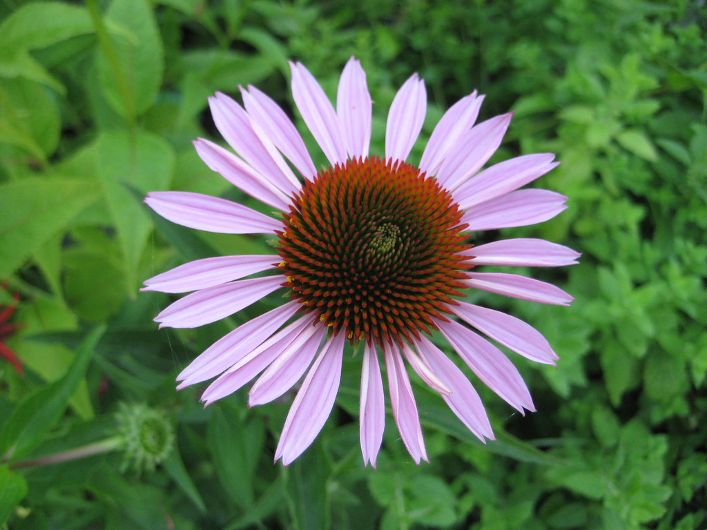 Sonnenhut (Echinacea purpurea)