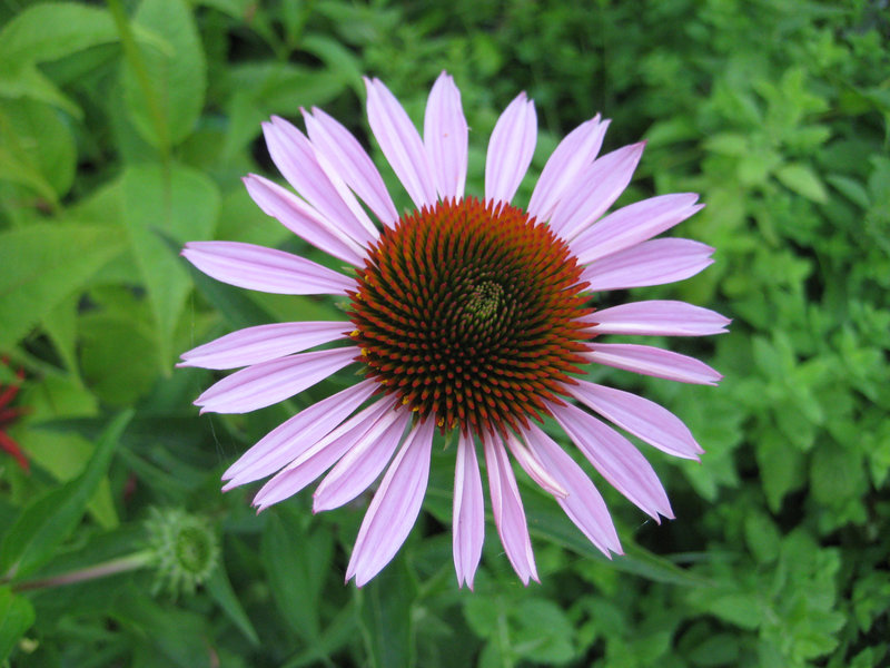 Sonnenhut (Echinacea purpurea)