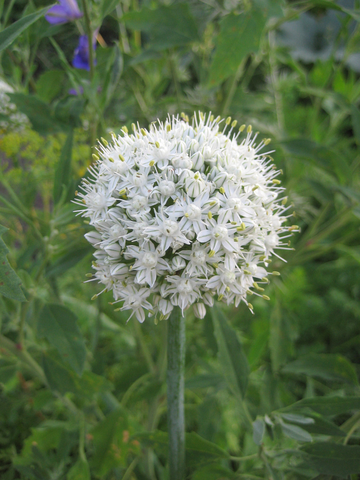 Zwiebel (Allium cepa)