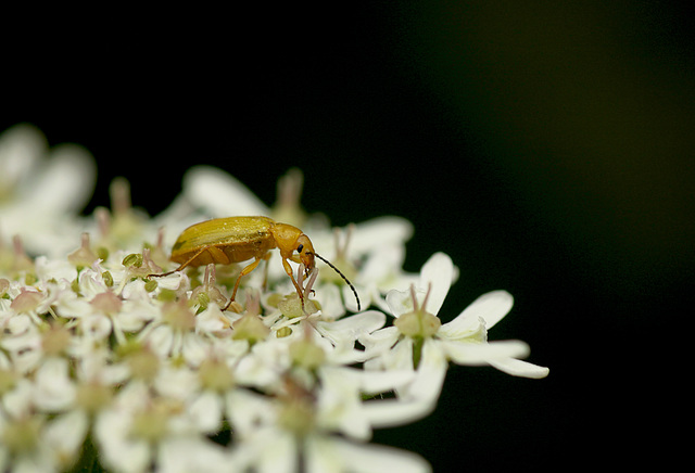 Cteniopus flavus