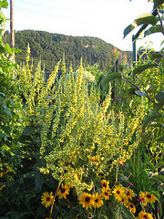 Die Königskerze (Verbascum densiflorum)