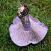 So what is it - a Russula of some variety 5145644856 o