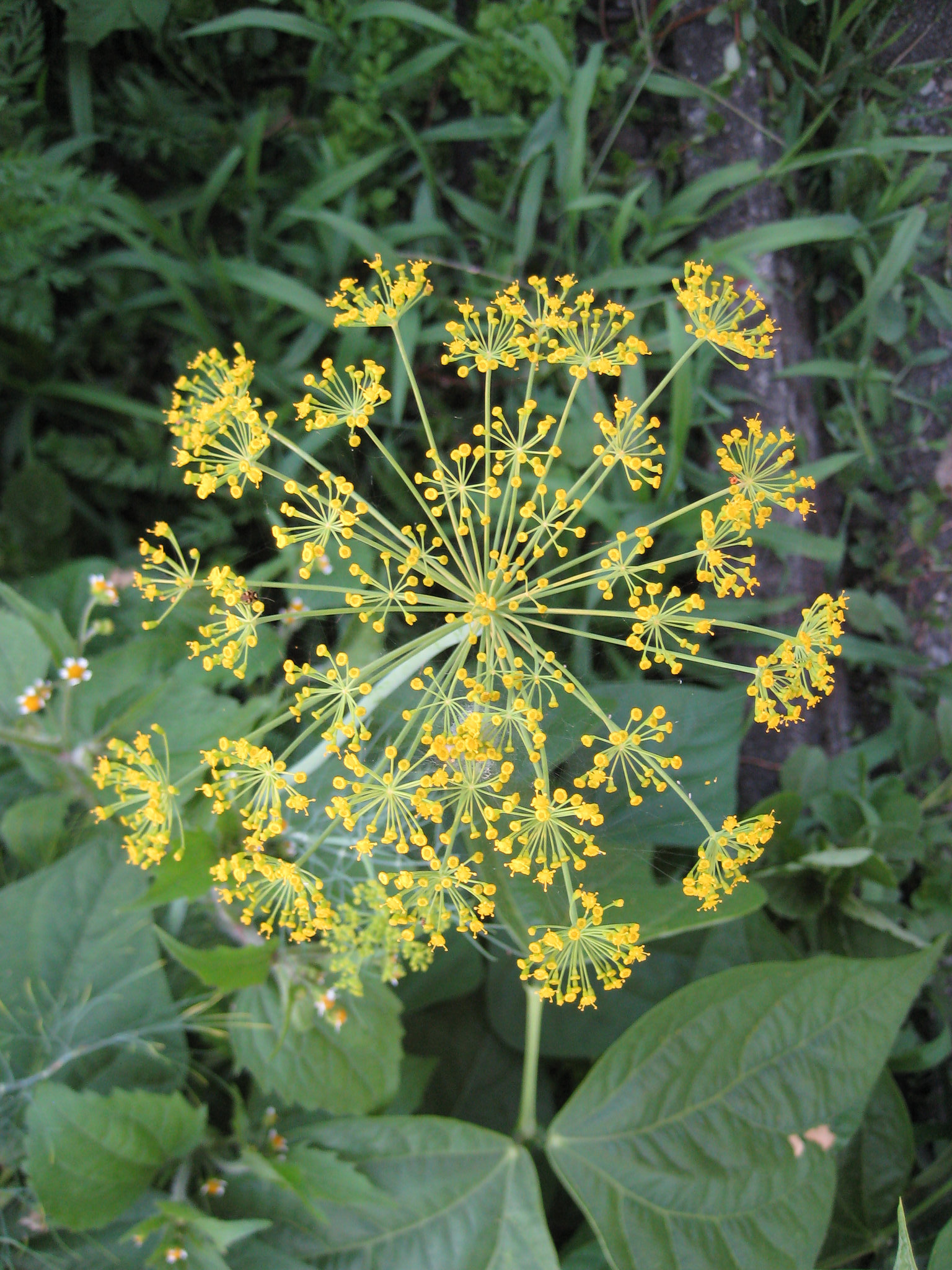 Dillkraut (Anethum graveolens)