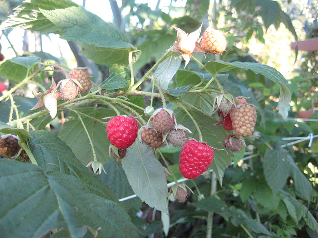 Himbeeren (Rubus idaeus)