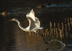 Egret