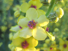 Blüte der Königskerze (Verbascum densiflorum)