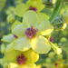 Blüte der Königskerze (Verbascum densiflorum)