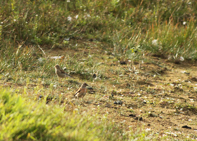 Linnets