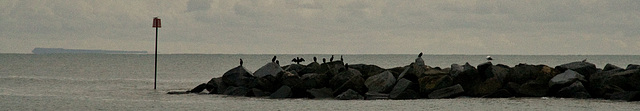 cormorants on the rocks