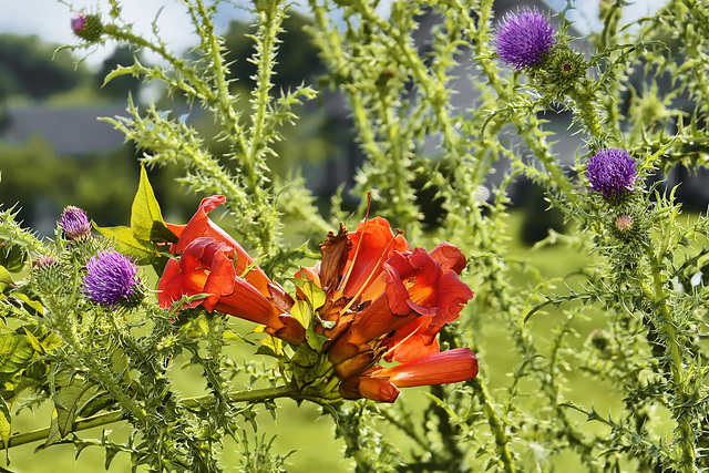 Thistles – New Market, Virginia