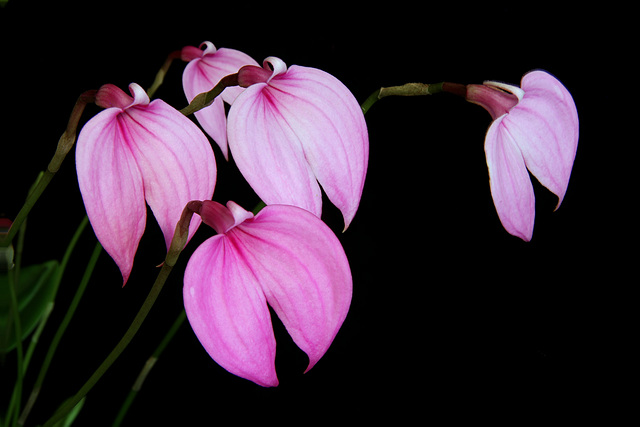 Masd. coccinea 'Dwarf Pink'