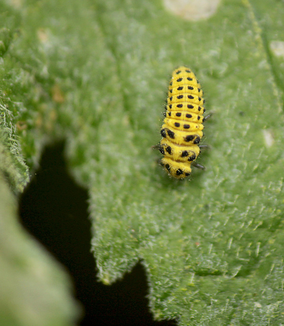 22 Spot Ladybird Larva