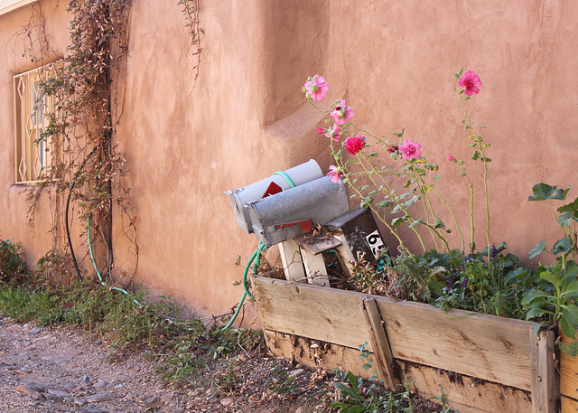 Hollyhocks, Canyon Road