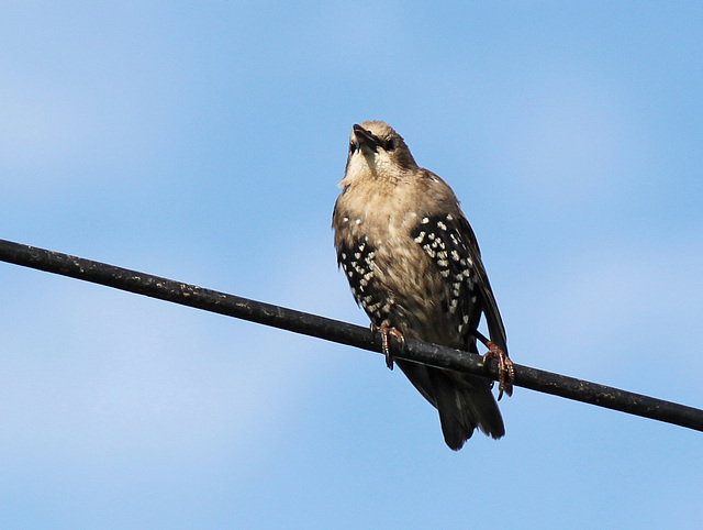 Young Starling